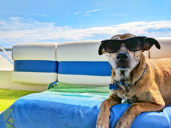 Skal du på ferie med din hund?